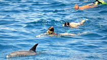 Dolphin House Snorkeling Excursion in Hurghada