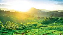 Cameron Highlands Day Tour From Kuala Lumpur 2025