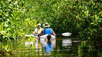 Small Group Glass Bottom Kayak Adventure- Cayman Islands