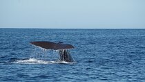 Whale Watching from Bentota with Pickup & Drop