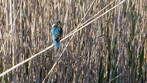 Birdwatching Boccadoro: the wildlife of the wetland