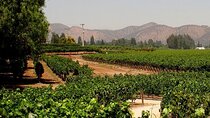 Concha y toro vineyard tour