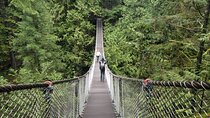 Photography in Rainforest & Suspension Bridge