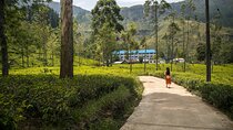 2 Days Tour To Kandy & Nuwara Eliya 