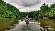Kayaking to the mangroves + Sunset in Paraty
