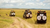 Masai Mara 3 Days Tour Safari Private 4WD Landcruiser 