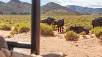 Full-Day Private Safari Tour to Aquila Game Reserve