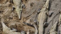 1 hour 45 minutes Crocodile Adventure Tour in Tarcoles River