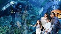 Dubai Mall Aquarium and Underwater Zoo Tickets with Transfers