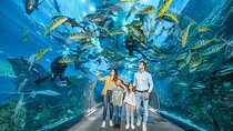 Dubai Mall Aquarium and Underwater Zoo Tickets With Transfers
