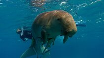 Daily Dive with Dugongs & Turtles at Marsa Mubarak | Marsa Alam