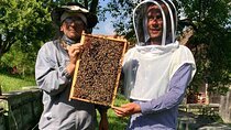 In Viscri from Brașov, a Special Beekeeper and his Work