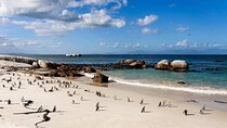 Private Group Tour to Boulders Beach & Cape Point incl. Park Fees