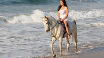 Cabo Shore Excursion: Beach Horseback Ride & Tequila Tasting