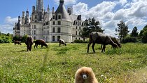 3 Loire Valley Castles and Wine Tasting Private Guided Tour