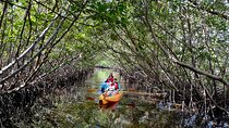 Mangrove Tunnel Kayak Eco Tour