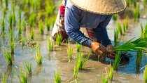 Real Experience of Being a Farmer in the Paddy