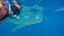 Whale Shark Snorkel from Cancun meeting point