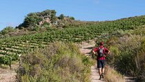 Full-Day Cape Winelands Tour