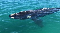 Shark Cage Diving and Whale Watching Combo Experience in Gansbaai
