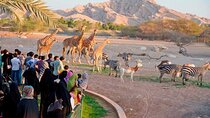 Private Al Ain Tour by 4x4 Vehicle with Zoo Tickets 