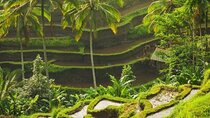 Full-Day Private and Guided Tour Around Ubud