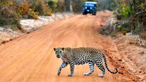 Day Excursions To Yala National Park Jeep Safari Form Galle