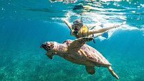 Snorkeling Tour with Turtles and Stingrays Puerto Morelos