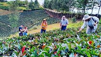 Gatura Greens Purple Tea Farm Private Tour From Nairobi