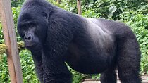 5 Days Uganda Primate And Gorilla Trekking Luxury Safari