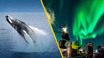 Iceland Super Saver: Northern Lights Cruise plus Whale-Watching Tour from Reykjavik