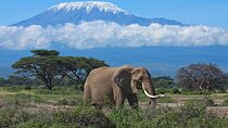2 Days Amboseli National Park Luxury Lodge Safari
