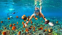 Snorkeling Activity with Boat Ride in Montego Bay 