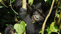 3-Days Private Uganda Gorilla Tracking Safari