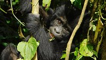 7-Day Uganda Gorillas and Chimpanzee Tracking Safari