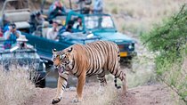 From Jaipur: Ranthambore Safari & Jaipur 2-Days Private Tour