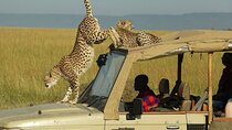 3 Days - 2 Nights Maasai Mara from Nairobi