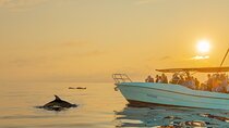 Dolphin watching by boat