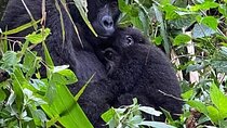3-Day Private Tour Gorilla Trekking in Bwindi