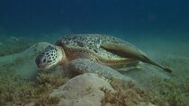 Dive with Dugongs and Turtles | Abu Dabbab | Marsa Alam | 2 Dives