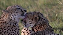 8-Day Kenya Tanzania Private Budget Camping Safari Tour