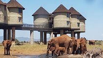 3 Days 2 Nights Safari to Saltlick Lodge from Nairobi