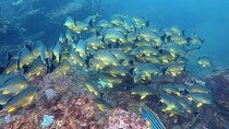 Scuba Diving in Negombo