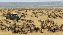 3 Days 2 Nights Maasai Mara Group Safari from Nairobi