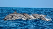 Dolphin and Whale Watching in Negombo