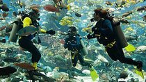 Scuba Diving at Jumeirah Dubai with Private Transfers