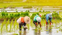 Embrace the Farmer's Way: Dive into the Paddy Farming Adventure