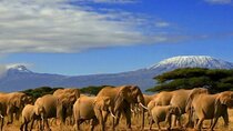 Overnight Tour in Amboseli National Park from Nairobi