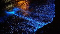 Bioluminescence Experience from Curú Wildlife Refuge