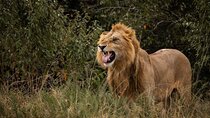 Masai Mara 3 Days 2 Nights